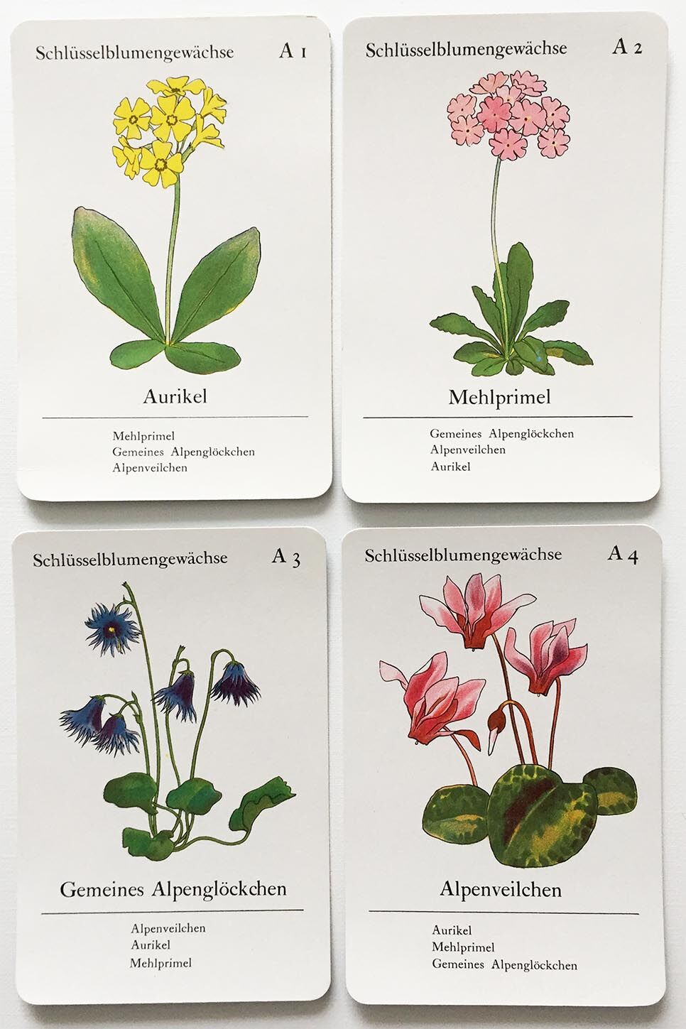 blumen_quartett_karten