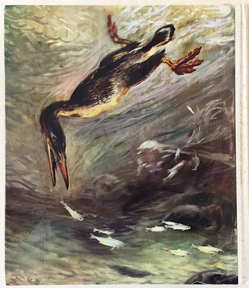 Flugsaurier und Urvögel 1961